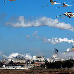 photo "ESTUARY POLLUTION"
