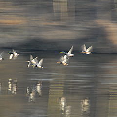 фото "take-off"