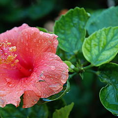 photo "After the rain"