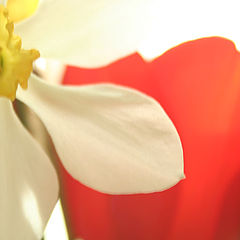 photo "***"