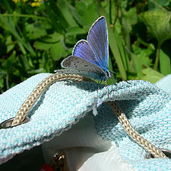 photo "The tame butterfly"