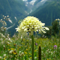 photo "The Flower. Alpine meadows Semenov-Bashi"