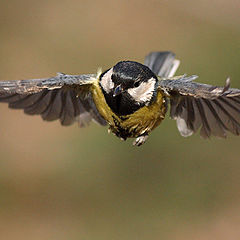 фото "Parus flight"