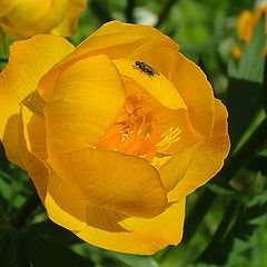 photo "Globe flower"