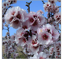 photo "Almond tree"