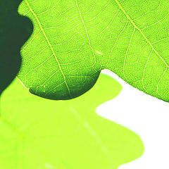 photo "***"