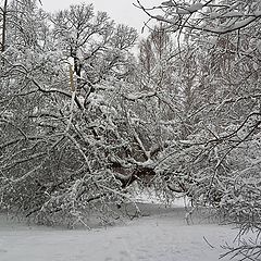 photo "Winter memories"