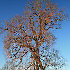 фото "Старое деревце"
