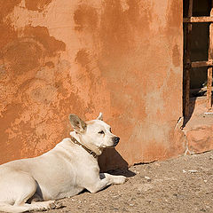 photo "white dog"