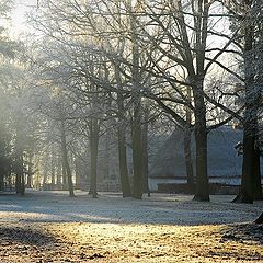 фото "frozen and misty morning"