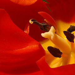 photo "Tulip"