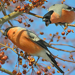 photo "Apples of discord"