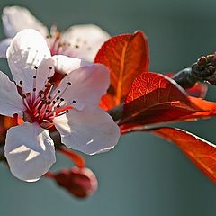 photo "Winter Blossoms"