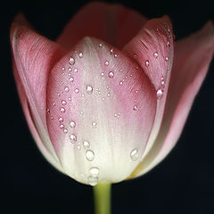 photo "Tulip"