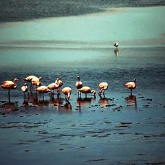 photo "Flamingo's"