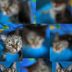 photo "How Correctly Make the Dynamical Multiscreen Portfolio for Cat"
