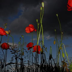 фото "flowers & clouds"