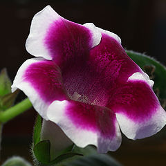 фото "Gloxinia"