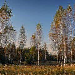 photo "Autumn birches"