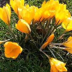 photo "Spring time."