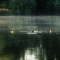 photo "Fog"