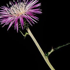 фото "The Thistle Flower..."