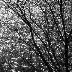 photo "Sunshine"
