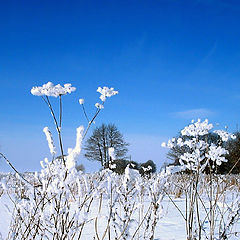 photo "The Flowers of My Spring"