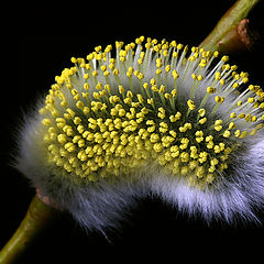 photo "Pollen pure"