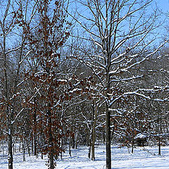 photo "Waiting for the summer / В ожидании лета"