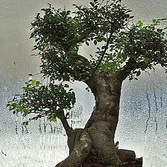 photo "Of life baobabs"