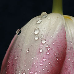 photo "Tulip"