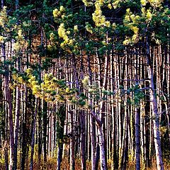 фото "forest"