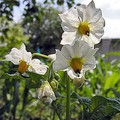 photo "A flower of a potato"