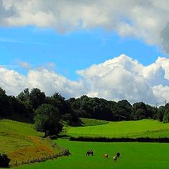 photo "green,green gras of home"