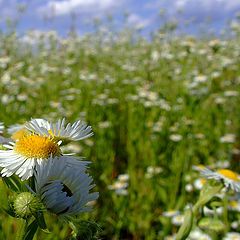 фото "ZelBan"