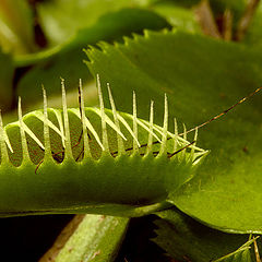 фото "Dionaea"