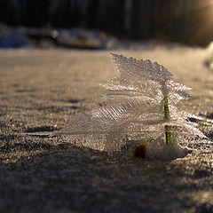 фото "Зимнее чудо."