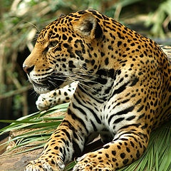 photo "The Jaguar is back"