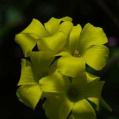 photo "Spring flower."