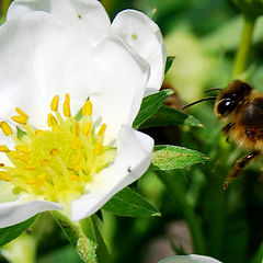 photo "the spring is close"