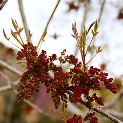 фото "Весна"