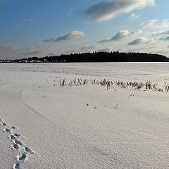 фото "Февраль - кривые дорожки"