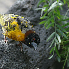 photo "Mr Inquisitive"