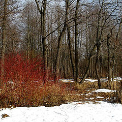 photo "The Flame of Spring"