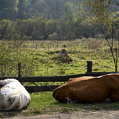 фото "roadside relax"