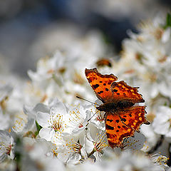 photo "spring is in the air"