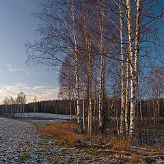 фото "Поле с березками"