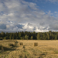 фото "Поле с роллами"