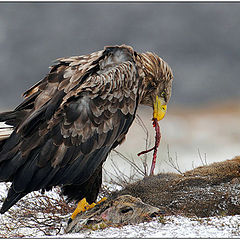 фото "Easter Dinner"